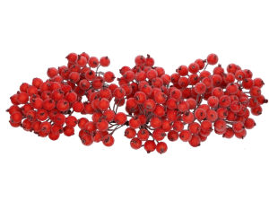 Jarzębina oszroniona  MYH197591-1