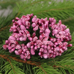 Ryżyk kaszka na druciku pręciki brudny róż 144szt.