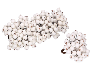 Jarzębina oszroniona MYH190145