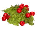 jablka_myh190231_2D_0002_large.png