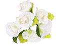 myh197349_biel_2D_0003_large.png