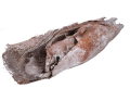 420191_2D_0004_large.png