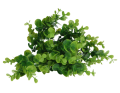 18442_2D_0001_large.png