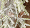 51081_0001.png