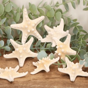 Rozgwiazdy naturalne 5-7cm 