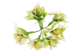 myh196019_2D_0011_large.png