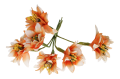 MYH196019_2D_0005.png