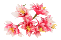 myh196019_2D_0015_large.png