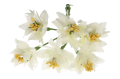 myh196019_2D_0013_large.png